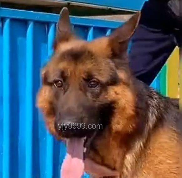 **警犬老将的心声：带实习生的那些事儿🐾**